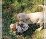 Small #10 Labrador Retriever