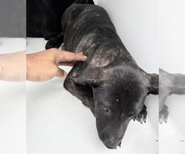 Medium Photo #1 Mutt Puppy For Sale in Houston, TX, USA