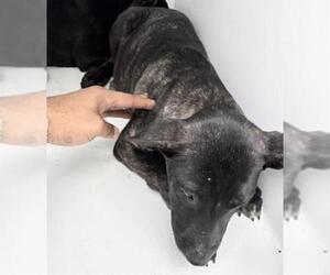 Mutt Dogs for adoption in Houston, TX, USA