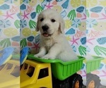 Small Photo #18 English Cream Golden Retriever Puppy For Sale in LONGVIEW, NC, USA