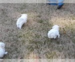 Small Photo #15 Maltese Puppy For Sale in ROSWELL, GA, USA