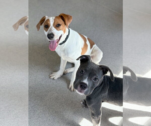 Medium Photo #4 Labrador Retriever-Unknown Mix Puppy For Sale in Jefferson, WI, USA