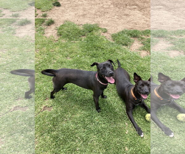 Medium Photo #11 Labrador Retriever-Unknown Mix Puppy For Sale in San Diego, CA, USA