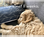 Small Photo #2 Goldendoodle Puppy For Sale in HARRISVILLE, UT, USA