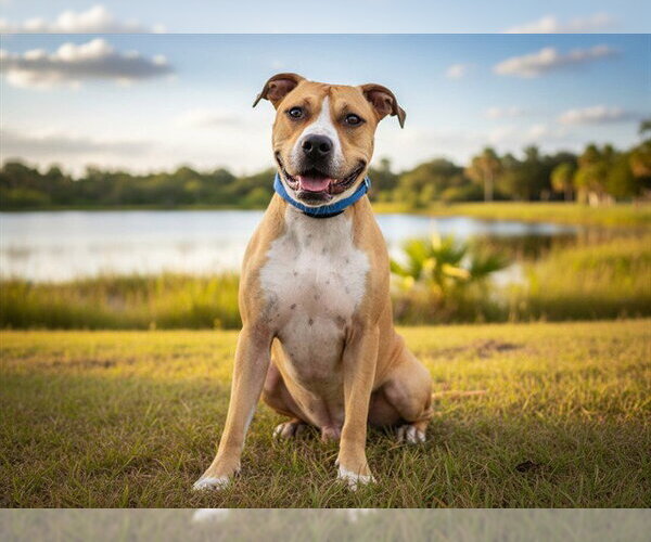 Medium Photo #2 American Pit Bull Terrier-Unknown Mix Puppy For Sale in Tavares, FL, USA