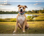 Small #1 American Pit Bull Terrier Mix