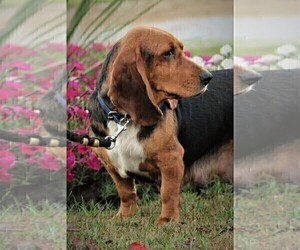 Mother of the Basset Hound puppies born on 09/20/2022