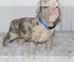 Small #11 American Bully