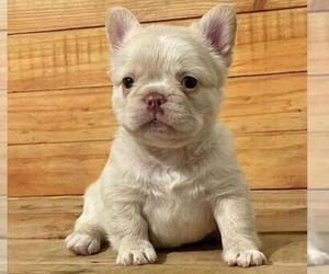 French Bulldog Puppy for sale in SEATTLE, WA, USA