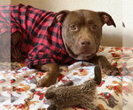 Small Photo #3 American Staffordshire Terrier-Unknown Mix Puppy For Sale in HOUSTON, TX, USA