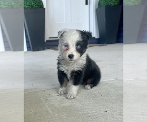 Great Dane Puppy for sale in LODA, IL, USA