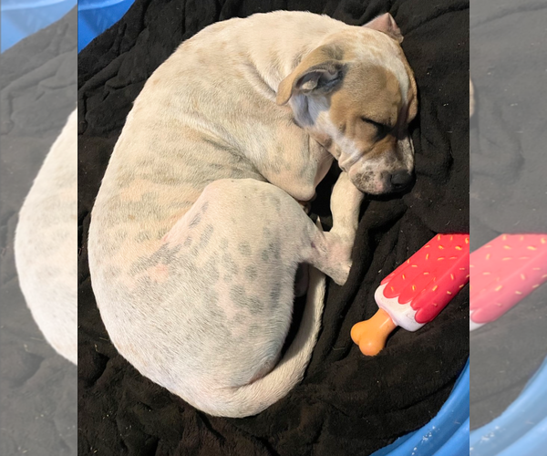 Medium Photo #11 Staffordshire Bull Terrier Puppy For Sale in Maryville, TN, USA