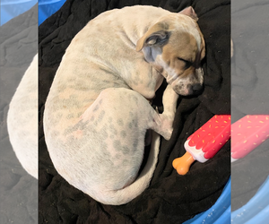 Flossy - Female Staffordshire Bull Terrier Dog for Adoption - Photo #11