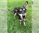 Small German Shepherd Dog Mix