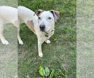 American Staffordshire Terrier-Unknown Mix Dogs for adoption in Ball Ground, GA, USA