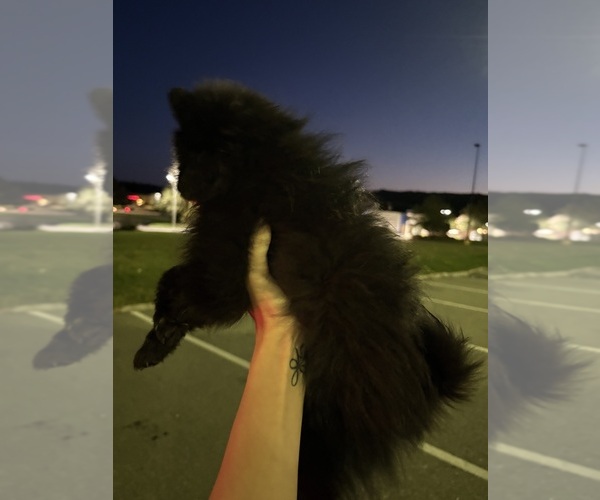 Medium Photo #2 Pomeranian Puppy For Sale in DAVENPORT, FL, USA