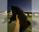 Small #1 Pomeranian