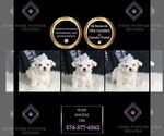Puppy Pearl Maltese