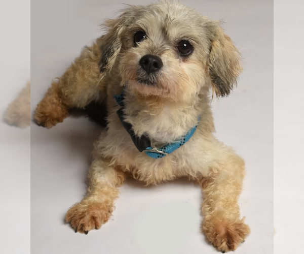 Medium Photo #3 Poodle (Miniature)-Unknown Mix Puppy For Sale in Cranston, RI, USA