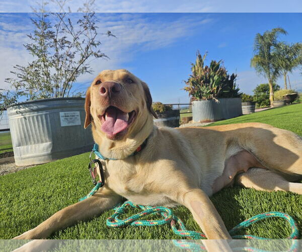 Medium Photo #4 Labrador Retriever Puppy For Sale in Clovis, CA, USA