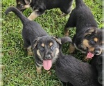 Small #8 German Shepherd Dog