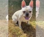 Small Photo #17 French Bulldog Puppy For Sale in BRYAN, TX, USA
