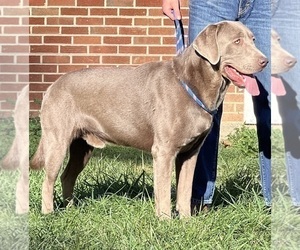 Father of the Labrador Retriever puppies born on 01/23/2026