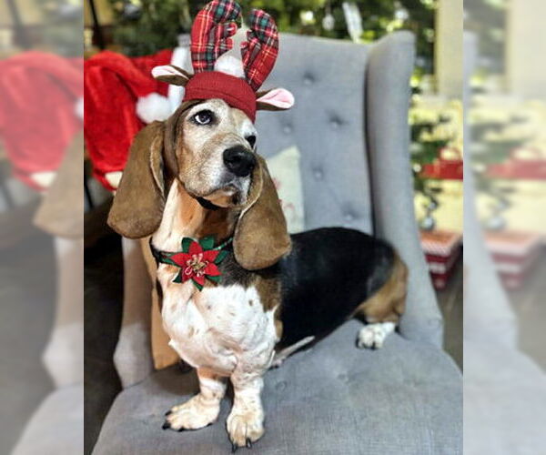 Medium Photo #1 Basset Hound Puppy For Sale in Deepwater, NJ, USA