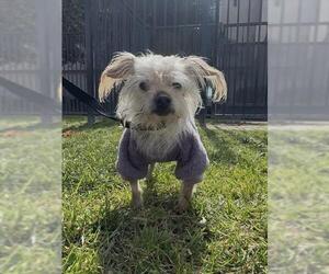 Mutt Dogs for adoption in Riverside, CA, USA