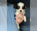 Small Photo #6 Australian Shepherd-Poodle (Toy) Mix Puppy For Sale in SPENCER, TN, USA