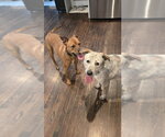 Small #2 Labrador Retriever Mix