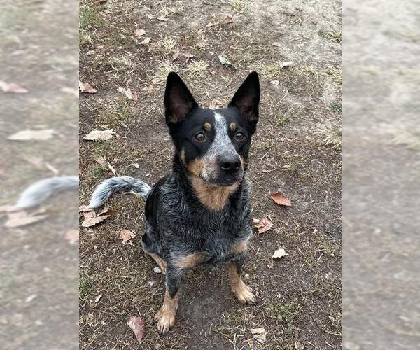 Medium Photo #1 Mutt Puppy For Sale in Lee's Summit, MO, USA