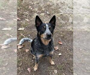 Mutt Dogs for adoption in Lee's Summit, MO, USA