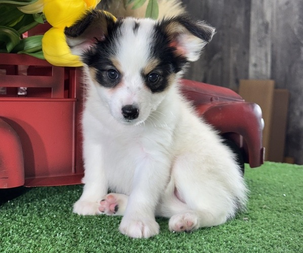 Medium Photo #1 Papillon Puppy For Sale in CANOGA, NY, USA