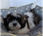 Small Photo #3 Shih Tzu Puppy For Sale in FREDERICKSBURG, OH, USA