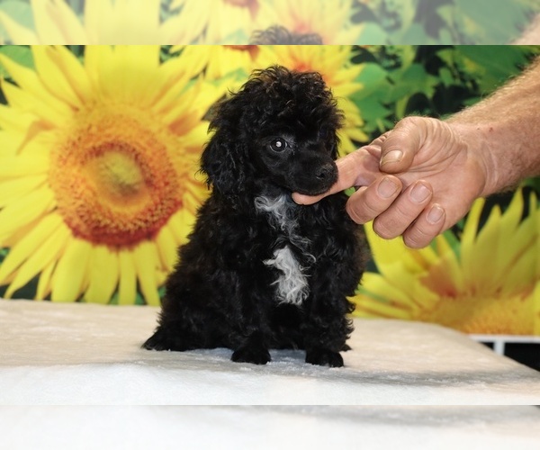 Medium Photo #24 Poodle (Toy) Puppy For Sale in DYERSBURG, TN, USA
