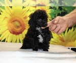 Jasper - Male Poodle (Toy) Puppy for Sale - Photo #24