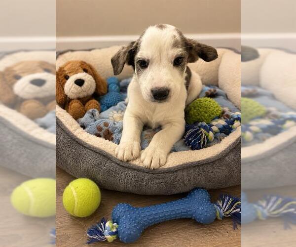 Medium Photo #1 Mutt Puppy For Sale in Globe, AZ, USA