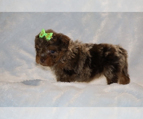 Medium Photo #8 ShihPoo Puppy For Sale in DYERSBURG, TN, USA