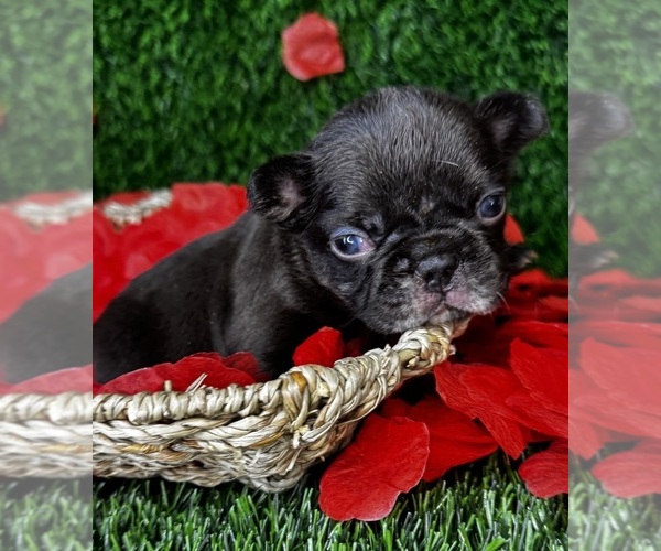Medium Photo #2 French Bulldog Puppy For Sale in SPRINGFIELD, MO, USA