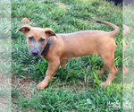 Small #5 Dachshund-Retriever  Mix