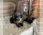 Small #1 Yorkshire Terrier