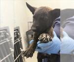 Small German Shepherd Dog Mix