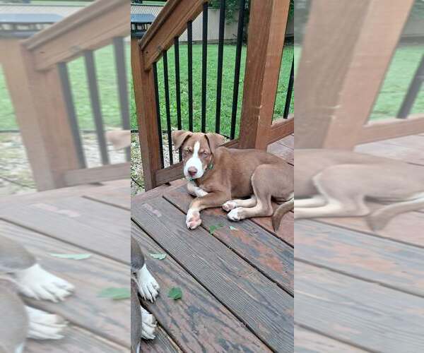 Medium Photo #1 Siberian Husky-Unknown Mix Puppy For Sale in pomfret, CT, USA