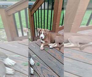 Siberian Husky-Unknown Mix Dogs for adoption in pomfret, CT, USA