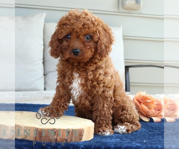 Medium Photo #4 Cavapoo Puppy For Sale in LEOLA, PA, USA