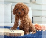 Small #3 Cavapoo