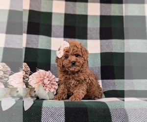 Cavapoo Puppy for sale in NEW PROVIDENCE, PA, USA