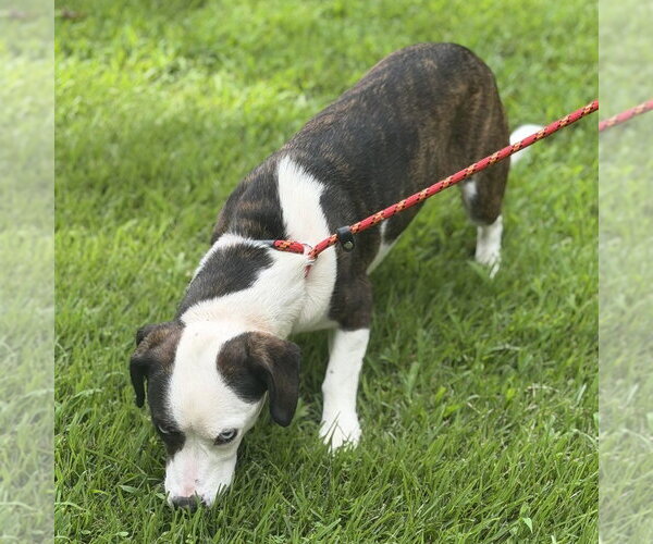 Medium Photo #4 Mutt Puppy For Sale in Yardley, PA, USA