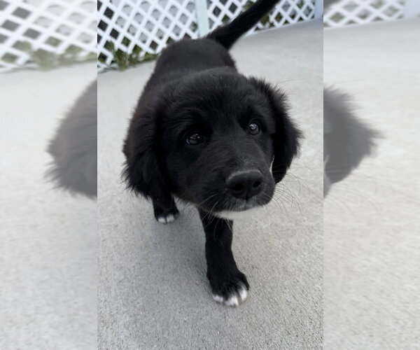Medium Photo #4 Labrador Retriever-Unknown Mix Puppy For Sale in Aurora, IN, USA